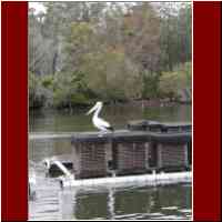 gallery/aus2004/P3130055.html