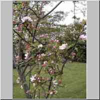 gallery/nature/Apple_blossom.jpg