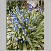 gallery/nature/Bleubells.jpg