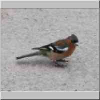 gallery/nature/Chaffinch2.jpg