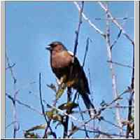 gallery/nature/Chaffinch.jpg