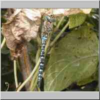 gallery/nature/Dragonfly2.jpg