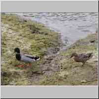 gallery/nature/Ducks.JPG