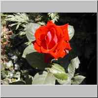 gallery/nature/Rose.jpg