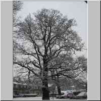 gallery/nature/Snowy_oak.jpg