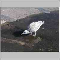 gallery/nature/Young_seagull.JPG